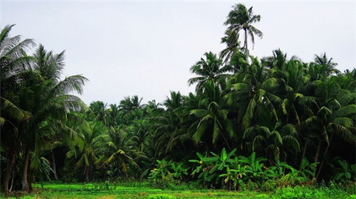 黑露白霜加盟扶持有哪些